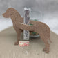 Schweizer Sennenhund mit Schlitz Schokolade